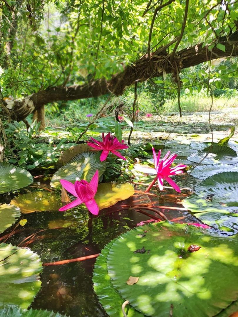 Noah'S Nest Tree House Διαμέρισμα Thekkady Εξωτερικό φωτογραφία
